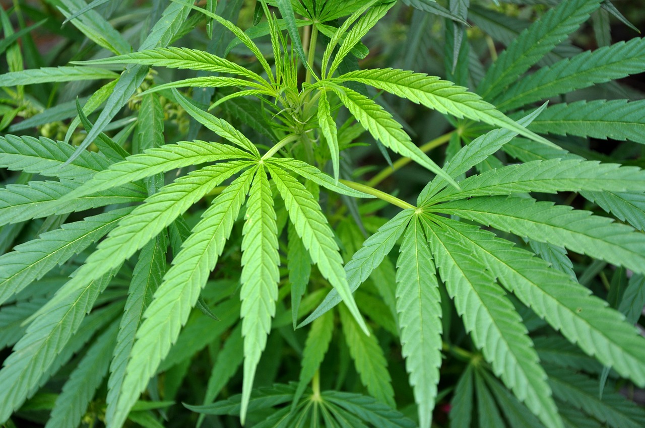 Commission Recommends No Legal Limit for Marijuana in Michigan