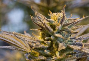 medical-marijuana-to-say-open-pending-licensing-in-Michigan-300x204