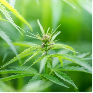 OUID marijuana legal limit hiring a drugged driving lawyer in Michigan